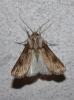Agrotis sp.